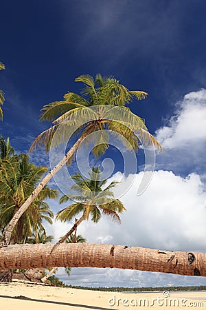 Palm tree stem detail on tropical beach Stock Photo