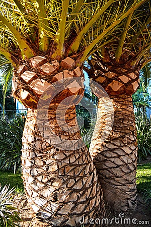 Palm tree strains in Valencia Stock Photo