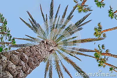 Palm tree, summer blue sky. view paradise Stock Photo