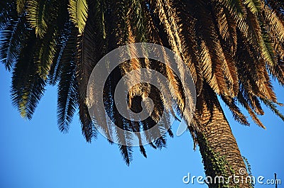 Palm tree in a summer day Stock Photo