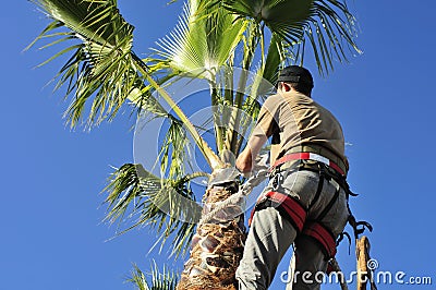 Palm Tree Surgeon at Work Stock Photo