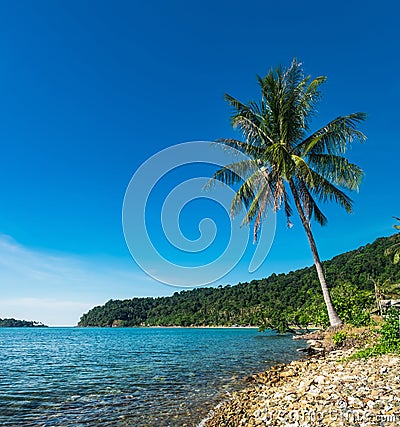 Palm tree on Thai rocky beach, Chang island Stock Photo