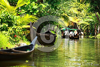 Palm tree tropical forest in backwater of Kochin, Kerala, India Stock Photo