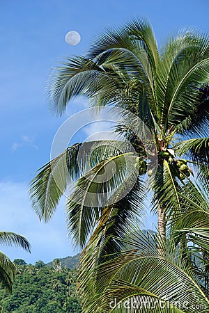 Palm tree in tropical jungle Stock Photo