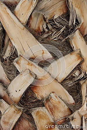 Palm Tree Trunk Stock Photo