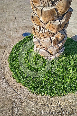 Palm tree trunk highlighted in green garden shrub and outdoor lighting Stock Photo