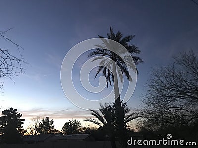 Palm tree twilight 2296 Stock Photo