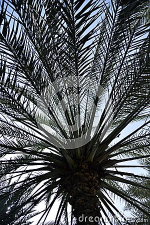Palm tree view from down at the park Stock Photo