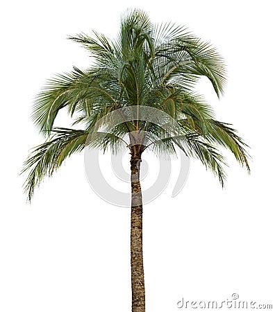 Palm tree on white background Stock Photo