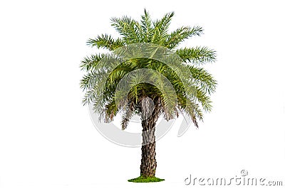 Palm tree wood gardening white background Isolates Stock Photo