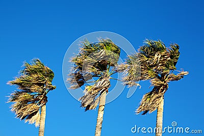 Palm Trees. Stock Photo