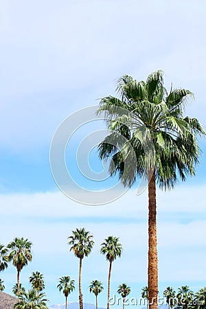 Palm Trees Stock Photo