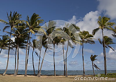 Palm trees Stock Photo