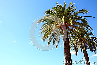 Palm trees Stock Photo