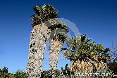 Palm trees Stock Photo