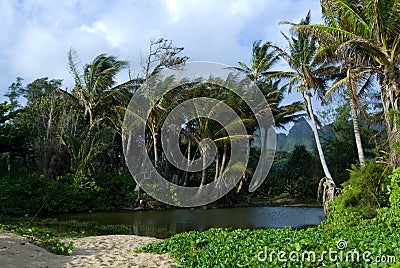 Palm trees Stock Photo