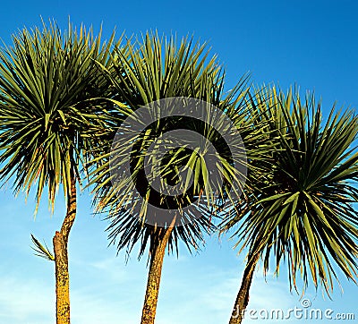 Palm Trees. Stock Photo