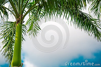 Palm trees against a background of blue sky and white clouds, palm trees on the tropical coast, coconut palm, summer Stock Photo