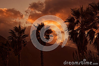 Palm trees against beautiful sunset, Ponta Delgada, Madeira Portugal Stock Photo