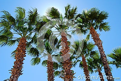 Palm Trees against midday sun Stock Photo