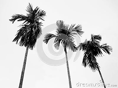 Palm trees Stock Photo