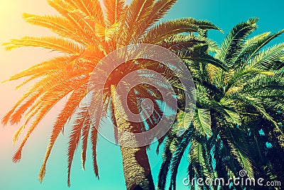 Palm trees against sky Stock Photo