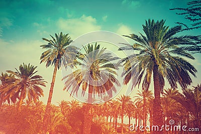 Palm trees against sky Stock Photo