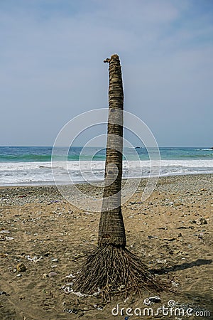Palm trees alone at Watu Bale Beach, Kebumen, Central Java, Indonesia Stock Photo