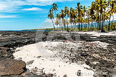 Palm Trees Along The Shoreline of Keoneele Cove Stock Photo