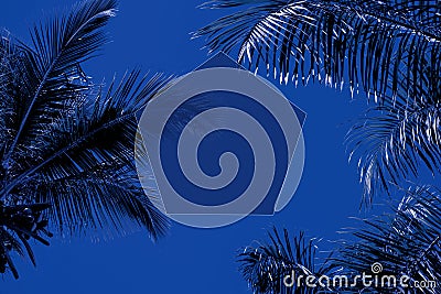 Palm trees background, monochrome blue style. Pentagon frame in the middle. Concept travel, vacation Stock Photo