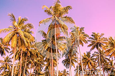 Palm trees on a background of purple sky Stock Photo