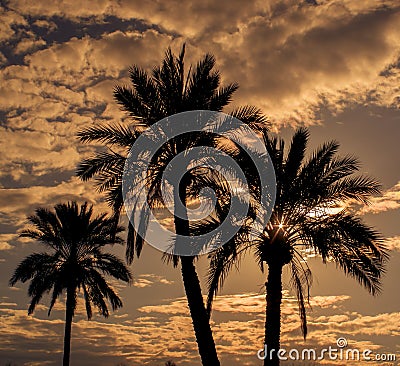 palm trees bathed in warm golden sunlight Stock Photo