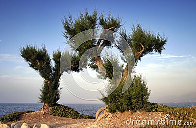 Palm trees by the beach Stock Photo