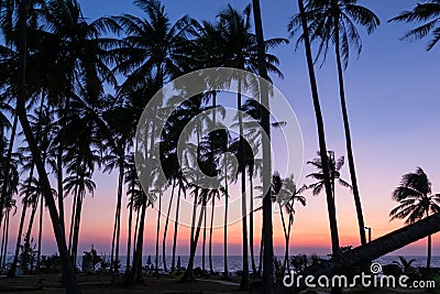 Palm trees at beach at dusk Stock Photo