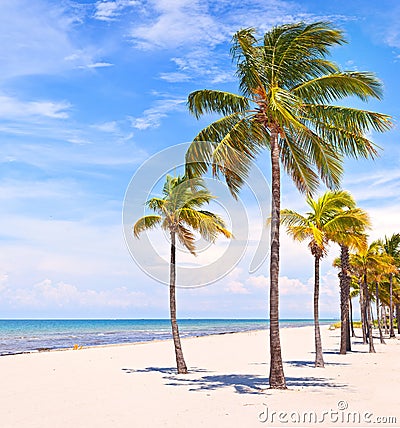 Palm trees on a beautiful sunny summer afternoon Stock Photo