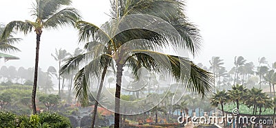 Palm trees blowing in hurricane winds Stock Photo