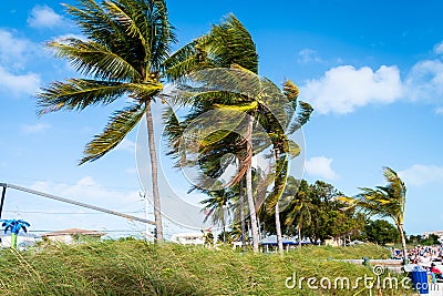 Palm trees blowing in a strong wind in the florida keys Editorial Stock Photo