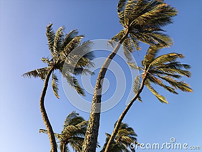 Palm trees blowing in wind. Stock Photo