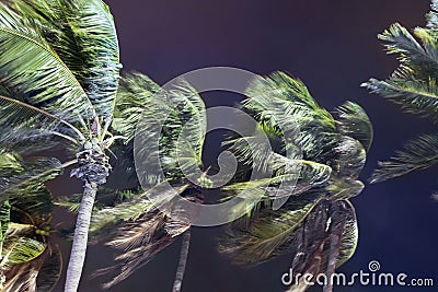 Palm trees blowing in the wind during hurricane Stock Photo