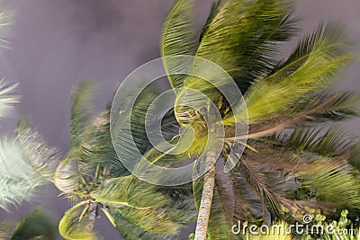 Palm trees blowing in the wind during hurricane Stock Photo