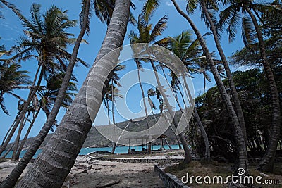 Palm Trees blowing in the wind Stock Photo