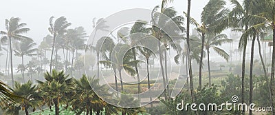 Palm trees blowing in the wind and rain as a hurricane nears Stock Photo