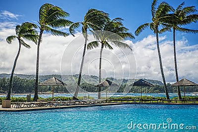 Palm Trees in Wind, Oahu, Hawaii Stock Photo