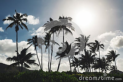 Palm trees and blue sky background at tropical beach of Oahu Stock Photo