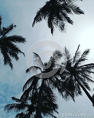 Palm trees and blue sky Stock Photo