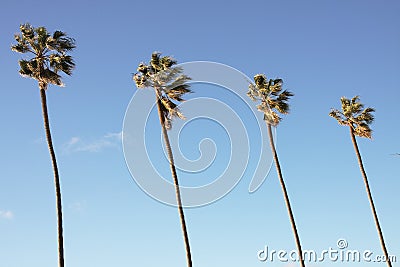 Palm Trees in Blue Sky Stock Photo