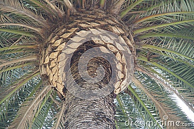 Palm trees botanical perennial lianas shrubs trees Stock Photo