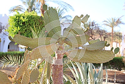Palm trees and bushes and other plants Stock Photo