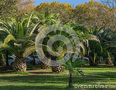 Palm trees Canary Island Date Palm Phoenix canariensis on green grass with young small Chinese windmill palm Stock Photo