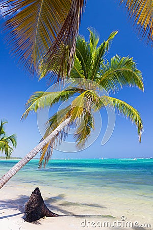 Palm trees on caribbean wild beach, Punta Cana Stock Photo